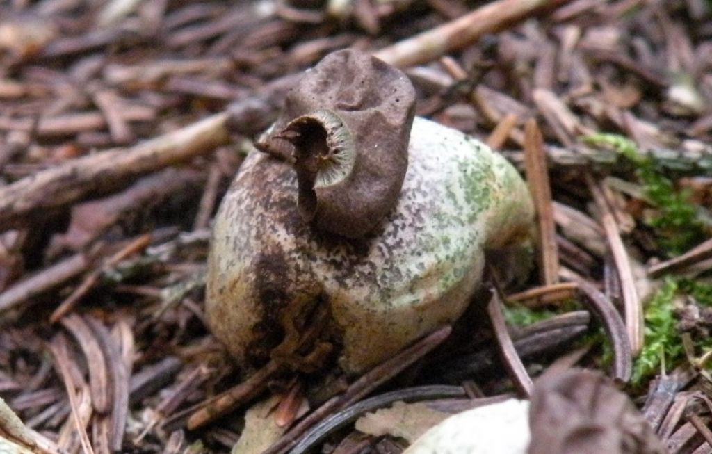 Vecchi Geastrum sp
